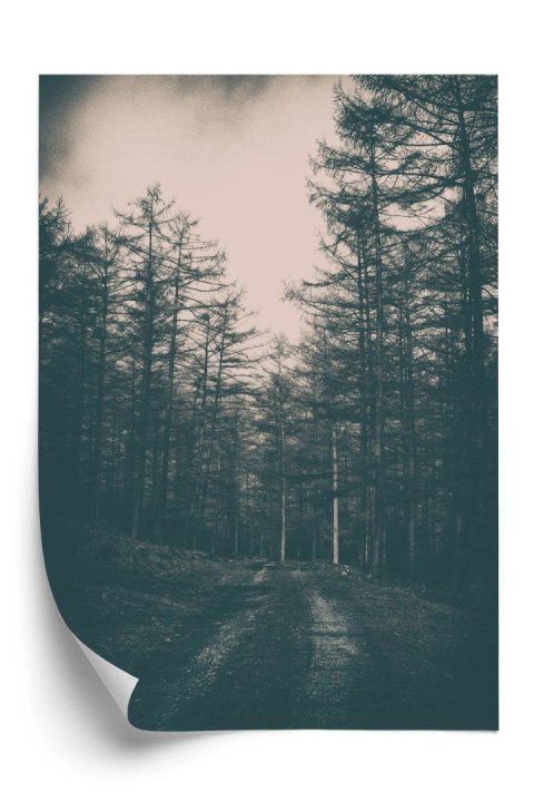 Plakat Ścieżka W Mrocznym Lesie