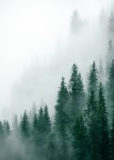 Plakat Unosząca Się Gęsta Mgła Nad Lasem Sosnowym