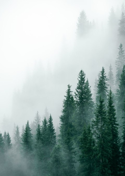 Plakat Unosząca Się Gęsta Mgła Nad Lasem Sosnowym