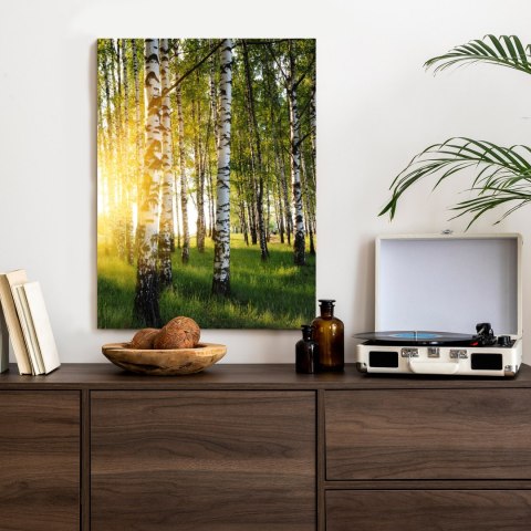 Plakat Wczesny Słoneczny Poranek W Brzozowym Gaju