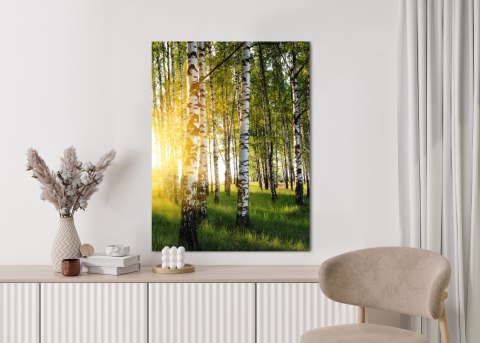 Plakat Wczesny Słoneczny Poranek W Brzozowym Gaju