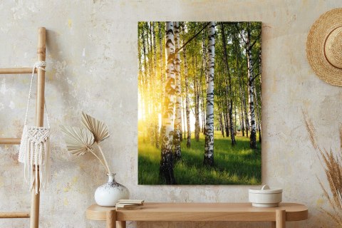 Plakat Wczesny Słoneczny Poranek W Brzozowym Gaju