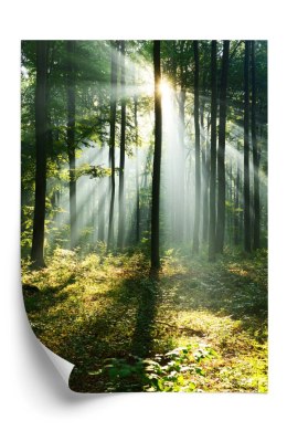 Plakat Zielony Las W Słoneczny Poranek