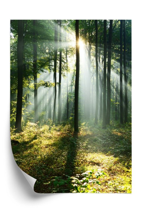 Plakat Zielony Las W Słoneczny Poranek