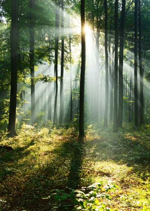 Plakat Zielony Las W Słoneczny Poranek