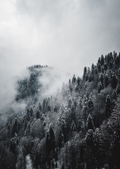 Plakat Zimowy Krajobraz Lasu We Mgle