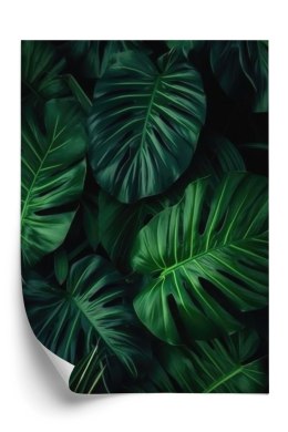 Plakat Botaniczny Wzór Ciemnozielone Liście Monstera