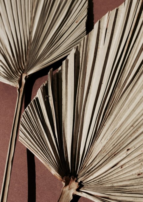 Plakat Egzotyczne Liście Palmowe Z Bliska