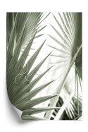 Plakat Liście Palmowe Z Bliska