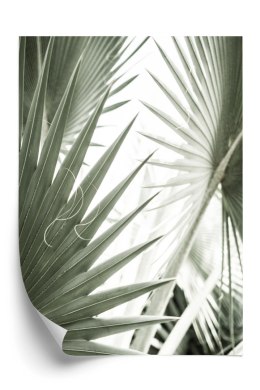 Plakat Liście Palmowe Z Bliska