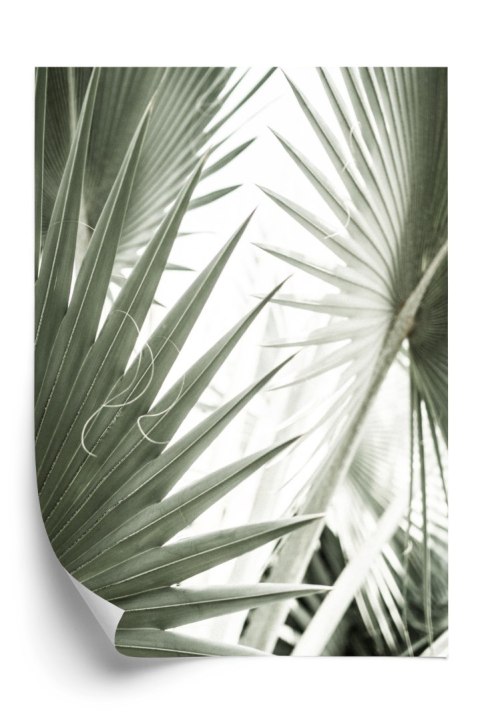 Plakat Liście Palmowe Z Bliska