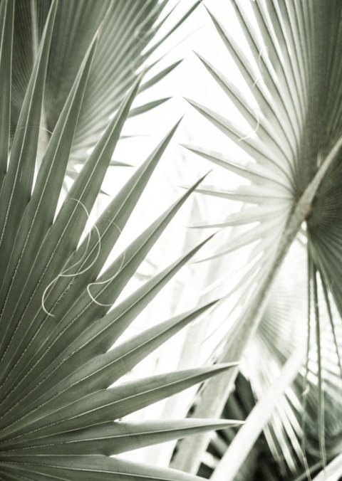 Plakat Liście Palmowe Z Bliska