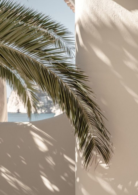 Plakat Liście Palmy Z Cieniem Na Beżowej Ścianie