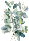 Plakat Malowane Akwarelą Gałązki Eukaliptusa Bukiet