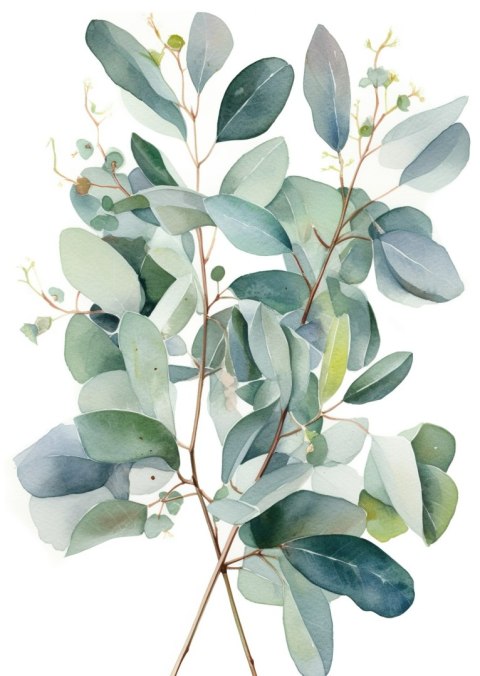 Plakat Malowane Akwarelą Gałązki Eukaliptusa Bukiet