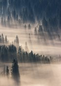 Plakat Mglisty Górski Las Natura