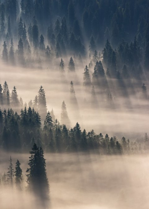 Plakat Mglisty Górski Las Natura