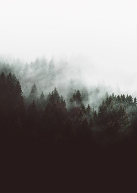 Plakat Mroczny Pejzaż Lasu We Mgle