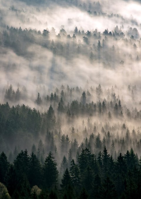 Plakat Poranna Mgła Nad Lasem Górskim