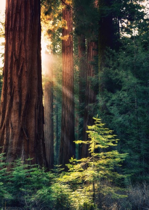 Plakat Promienie Słońca Między Drzewami W Lesie