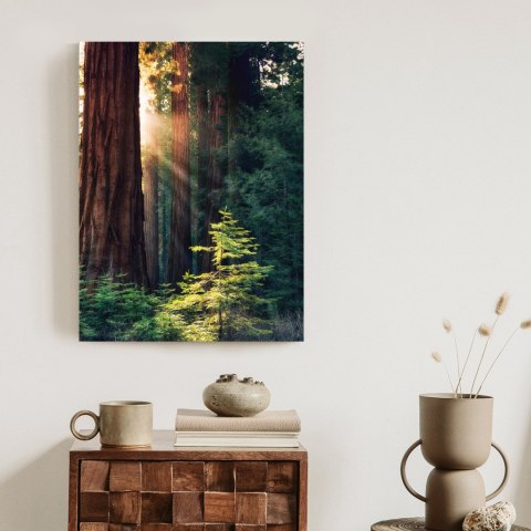 Plakat Promienie Słońca Między Drzewami W Lesie