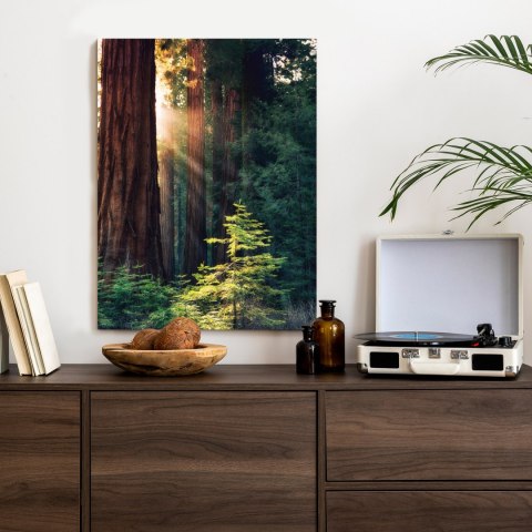 Plakat Promienie Słońca Między Drzewami W Lesie