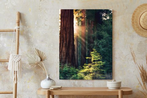 Plakat Promienie Słońca Między Drzewami W Lesie