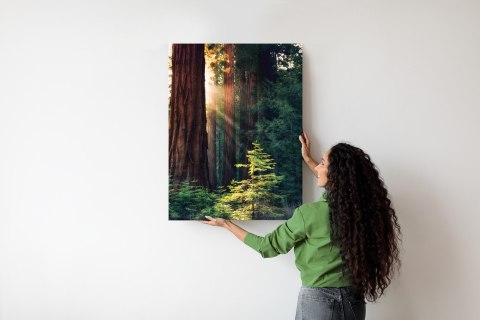 Plakat Promienie Słońca Między Drzewami W Lesie