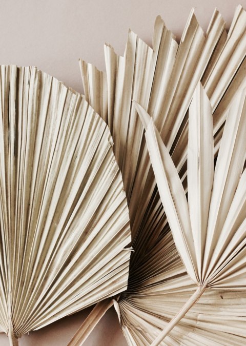 Plakat Suche Liście Palmowe