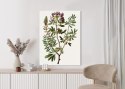 Plakat Traganek Z Fioletowymi Kwiatami