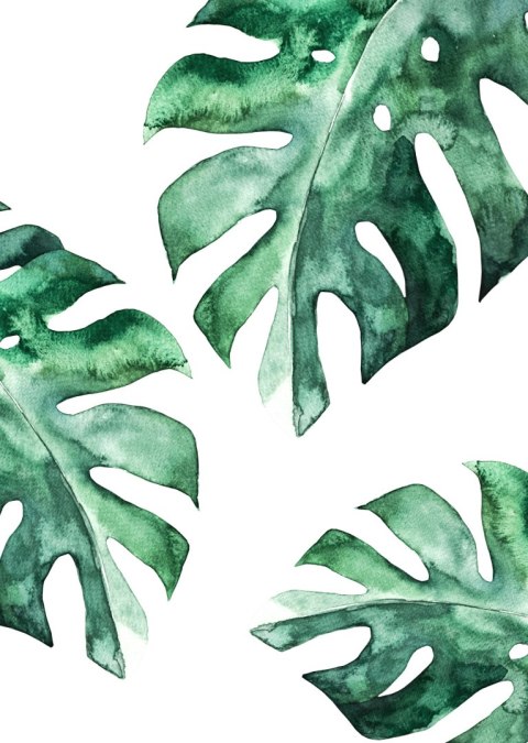 Plakat Trzy Liście Monstery Akwarela