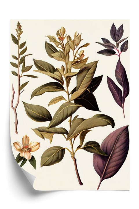 Plakat Vintage Roślina Lecznicza