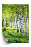 Plakat Wiosenny Zielony Gaj Brzozowy