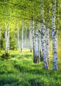 Plakat Wiosenny Zielony Gaj Brzozowy
