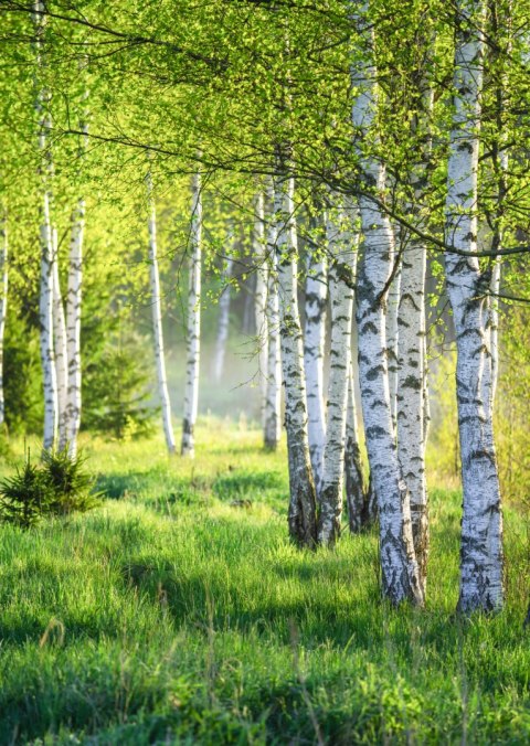 Plakat Wiosenny Zielony Gaj Brzozowy