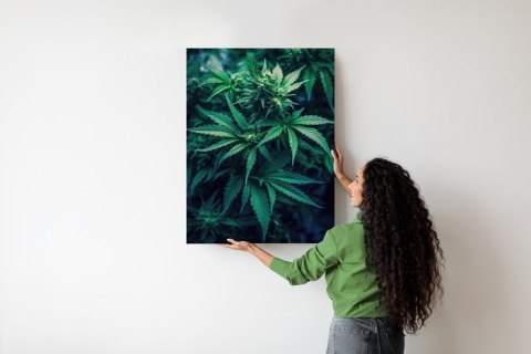 Plakat Zielona Konopia Z Bliska