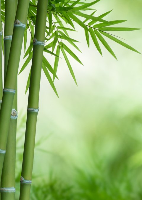 Plakat Bambusy Na Botanicznym Tle