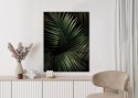 Plakat Ciemne Duże Liście Palmy