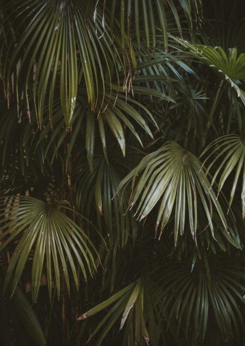 Plakat Ciemnozielone Liście Palmowe