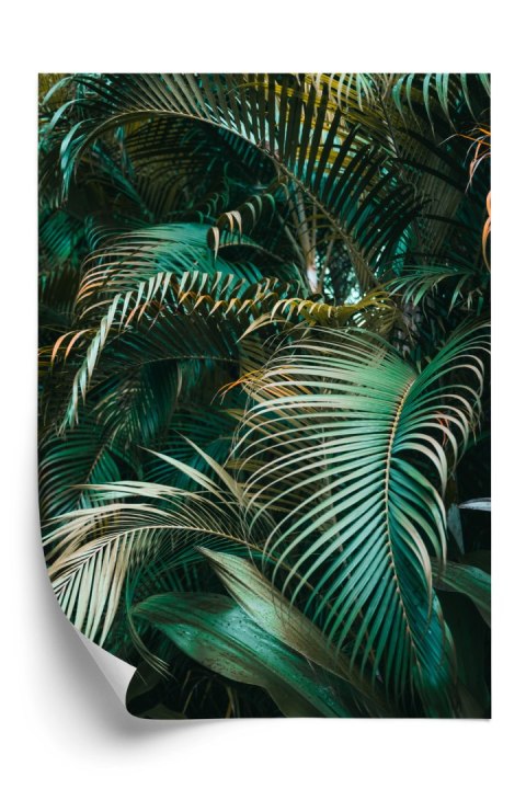 Plakat Gęste Liście Palmowe Palmy