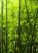 Plakat Gęsty Las Bambusowy