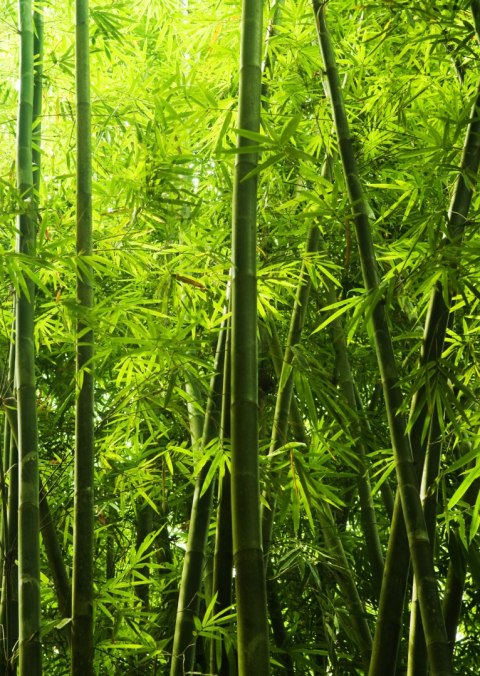 Plakat Gęsty Las Bambusowy