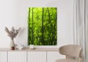 Plakat Gęsty Las Bambusowy