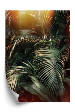 Plakat Głęboki Ciemny Las Palmowy Z Przebijającym Się Słońcem