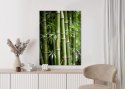 Plakat Las Bambusowy Z Bliska