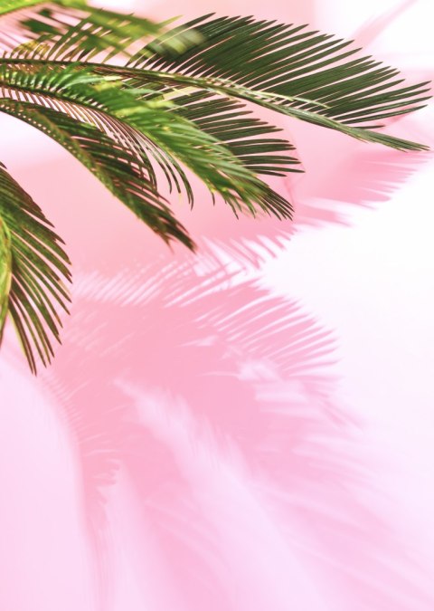 Plakat Letnia Palma Przy Różowej Ścianie