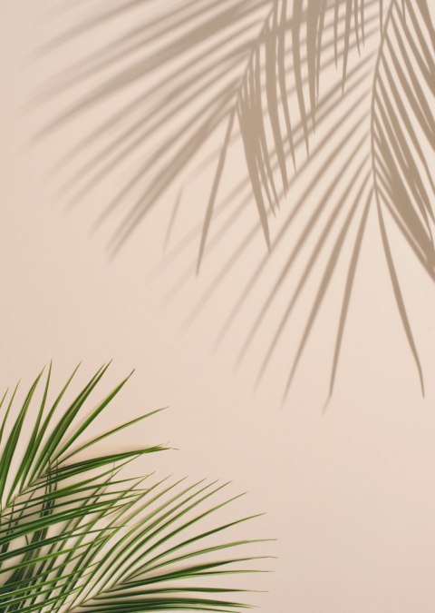 Plakat Letnie Naturalne Zielone Liście Palmowe I Cienie