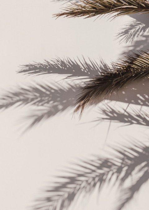 Plakat Liście Palmy Z Odbiciem Cieni Na Ścianie