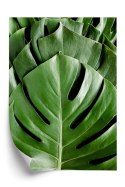 Plakat Monstera Liście Palmowe