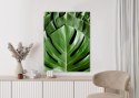 Plakat Monstera Liście Palmowe